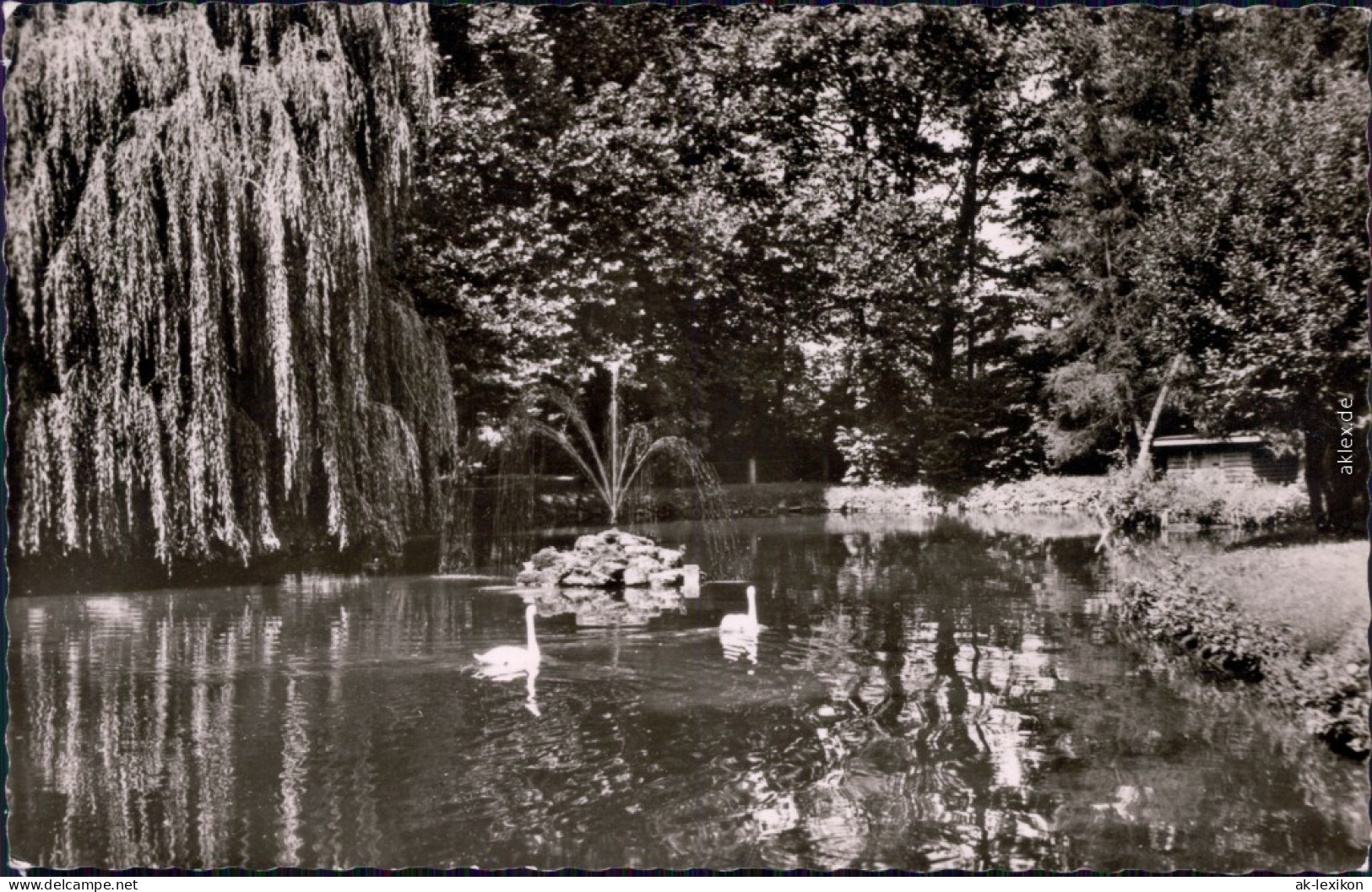 Foto Ansichtskarte Mosbach (Baden) Teich Mit Schwäne Im Stadtgarten 1965 - Mosbach