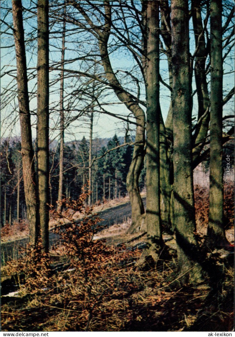Ansichtskarte Detmold Am Rosenberg 1962 - Detmold