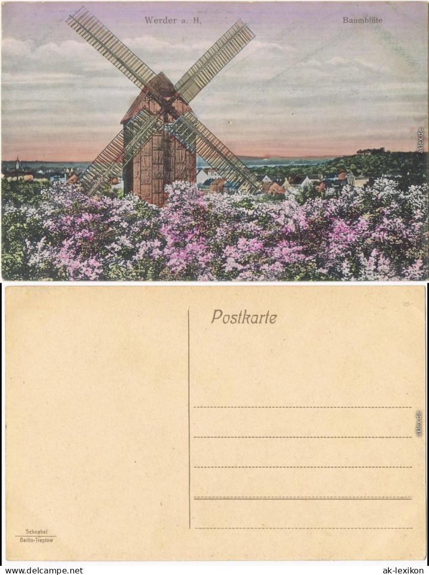 Ansichtskarte Werder (Havel) Baumblüte - Windmühle 1914  - Werder