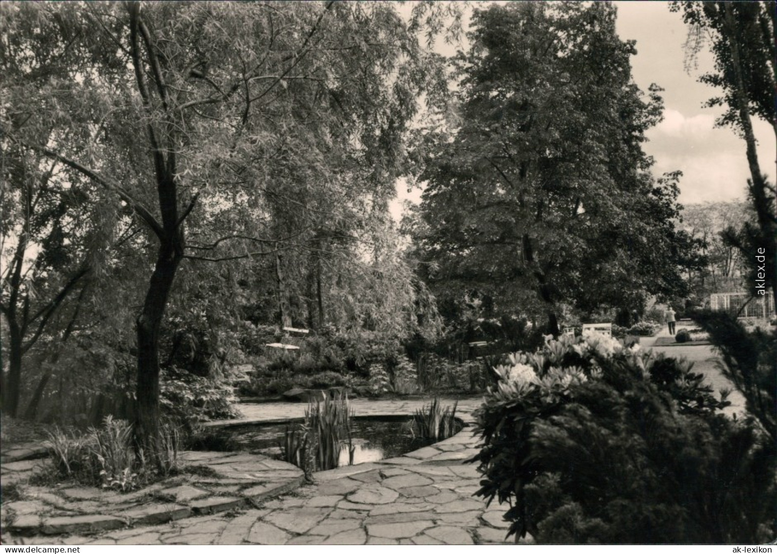 Ansichtskarte Bad Düben Seerosenteich Im Kurpark 1969 - Bad Düben