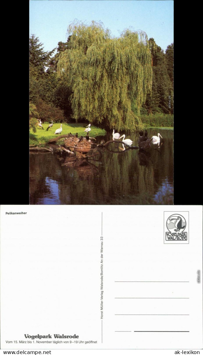 Ansichtskarte Walsrode Vogelpark - Pelikanweiher 1988 - Walsrode