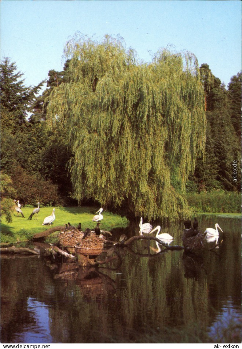 Ansichtskarte Walsrode Vogelpark - Pelikanweiher 1988 - Walsrode