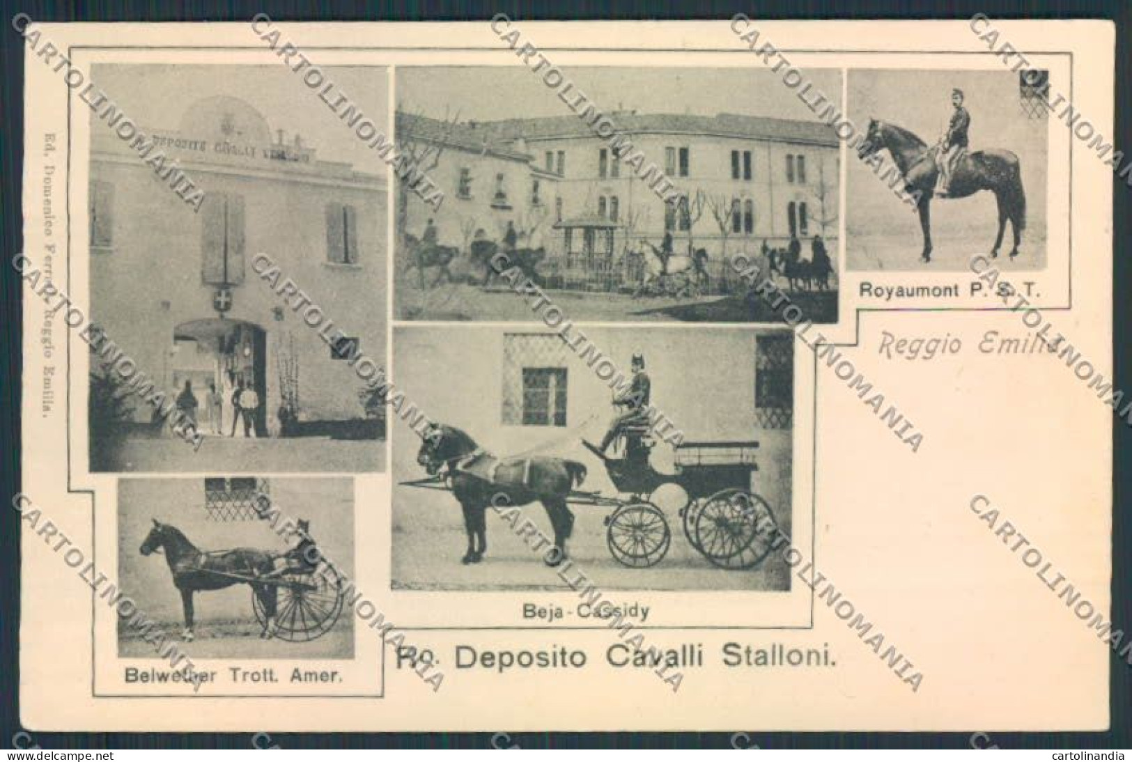 Reggio Emilia Città Horse Cavallo Cartolina MV3134 - Reggio Emilia