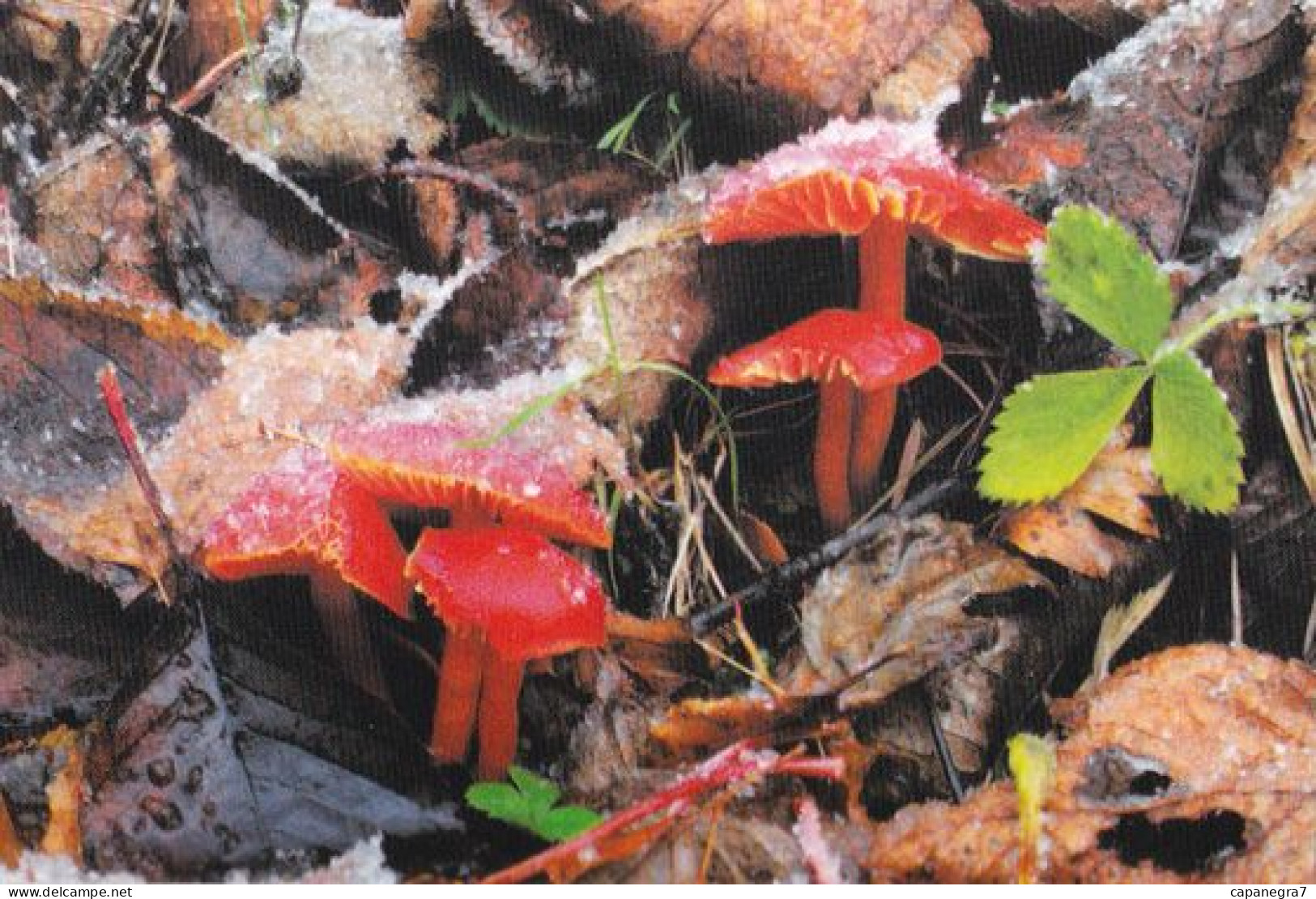 Hygrocybe Coccinea, Mushrooms, OFTIS, Czech Rep.  2008,  95 X 65 Mm - Klein Formaat: 2001-...