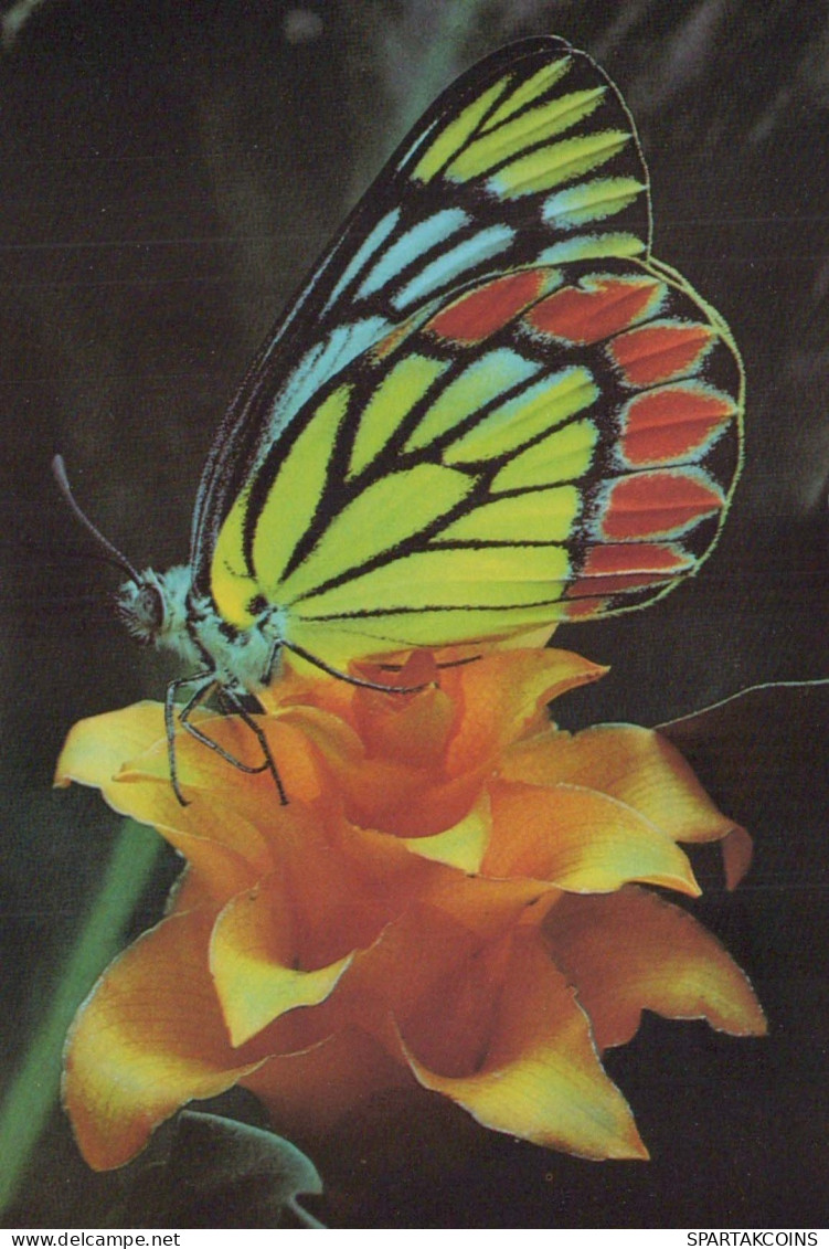 BUTTERFLIES Vintage Postcard CPSM #PBZ917.GB - Butterflies