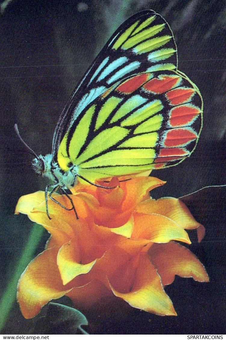 BUTTERFLIES Vintage Postcard CPSM #PBZ917.GB - Papillons