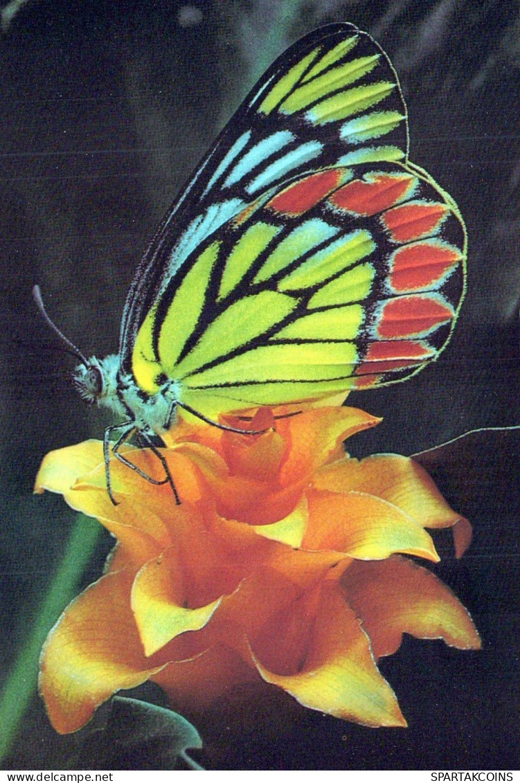 BUTTERFLIES Vintage Postcard CPSM #PBZ917.GB - Vlinders