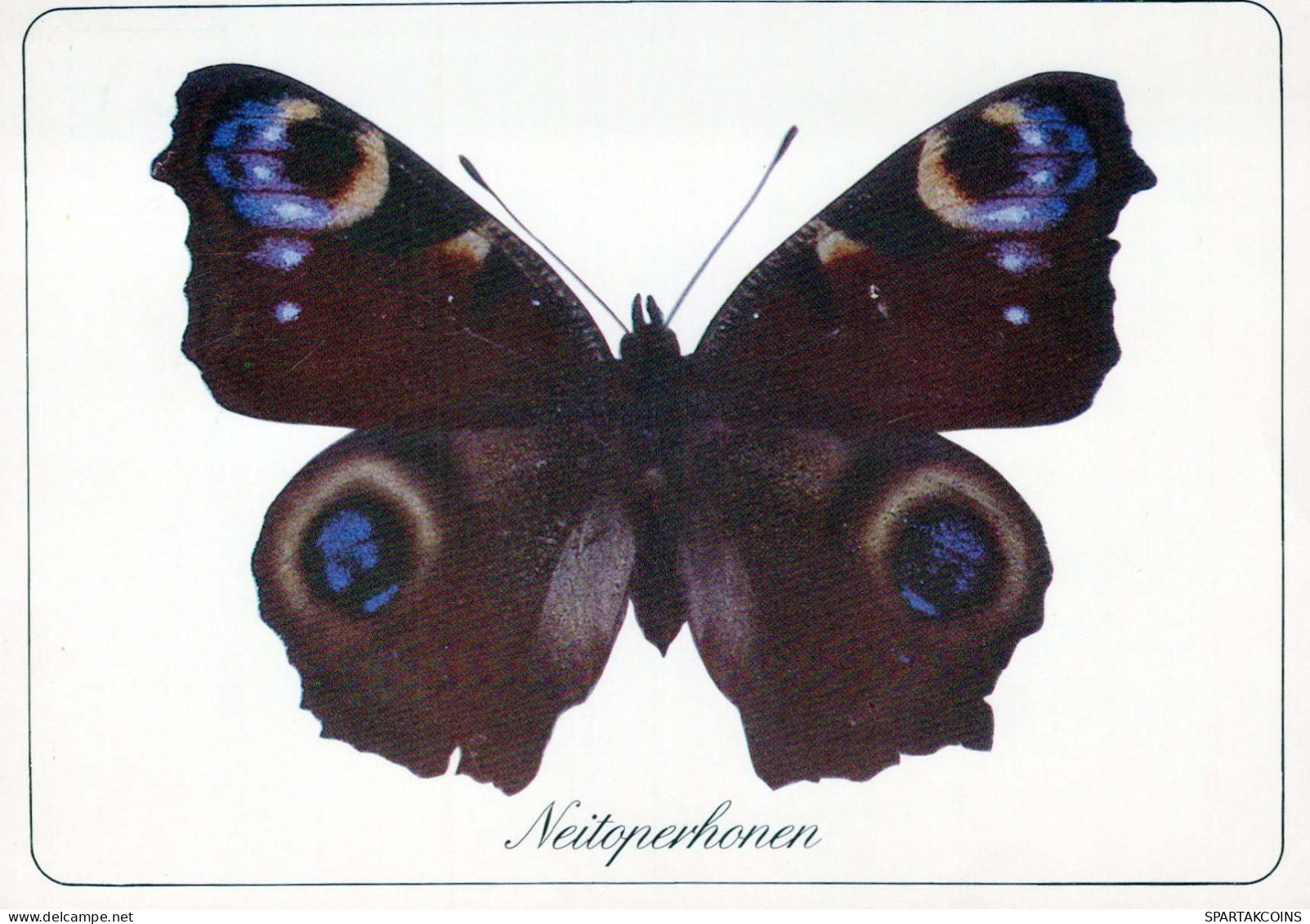 MARIPOSAS Animales Vintage Tarjeta Postal CPSM #PBS462.ES - Butterflies