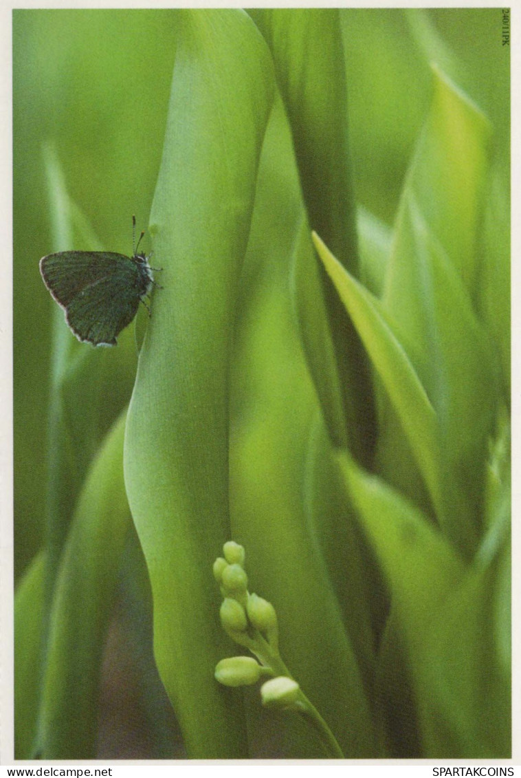 PAPILLONS Animaux Vintage Carte Postale CPSM #PBS463.FR - Vlinders