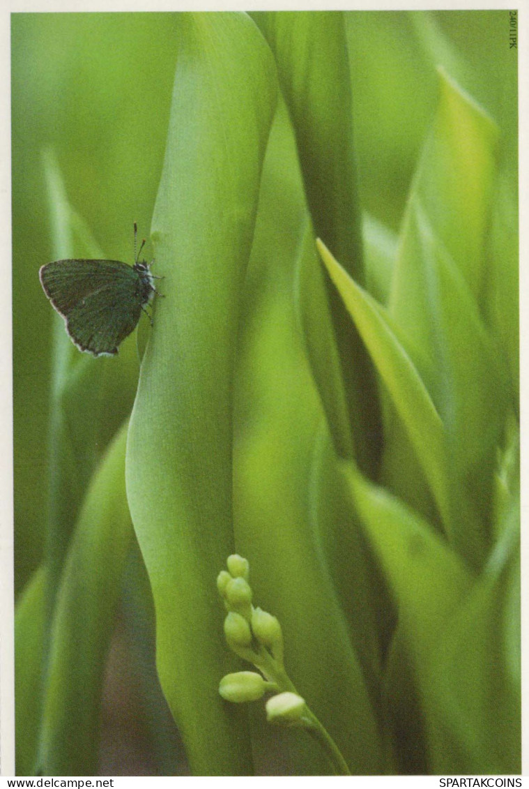 SCHMETTERLINGE Tier Vintage Ansichtskarte Postkarte CPSM #PBS464.DE - Butterflies