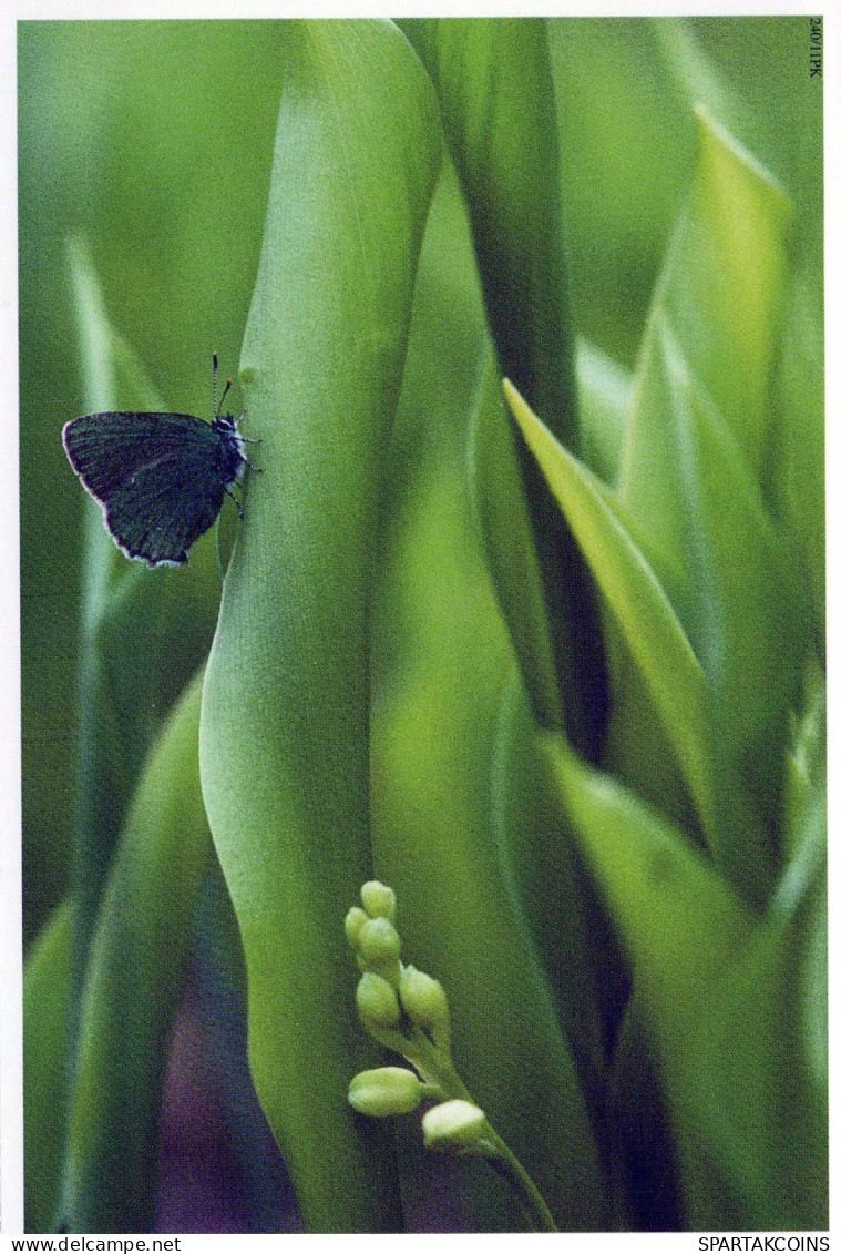 SCHMETTERLINGE Tier Vintage Ansichtskarte Postkarte CPSM #PBS464.DE - Butterflies