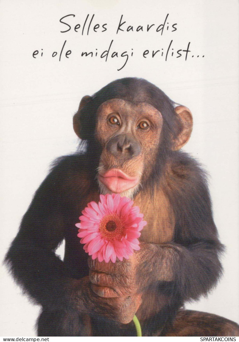 AFFE Tier Vintage Ansichtskarte Postkarte CPSM #PBS024.DE - Affen