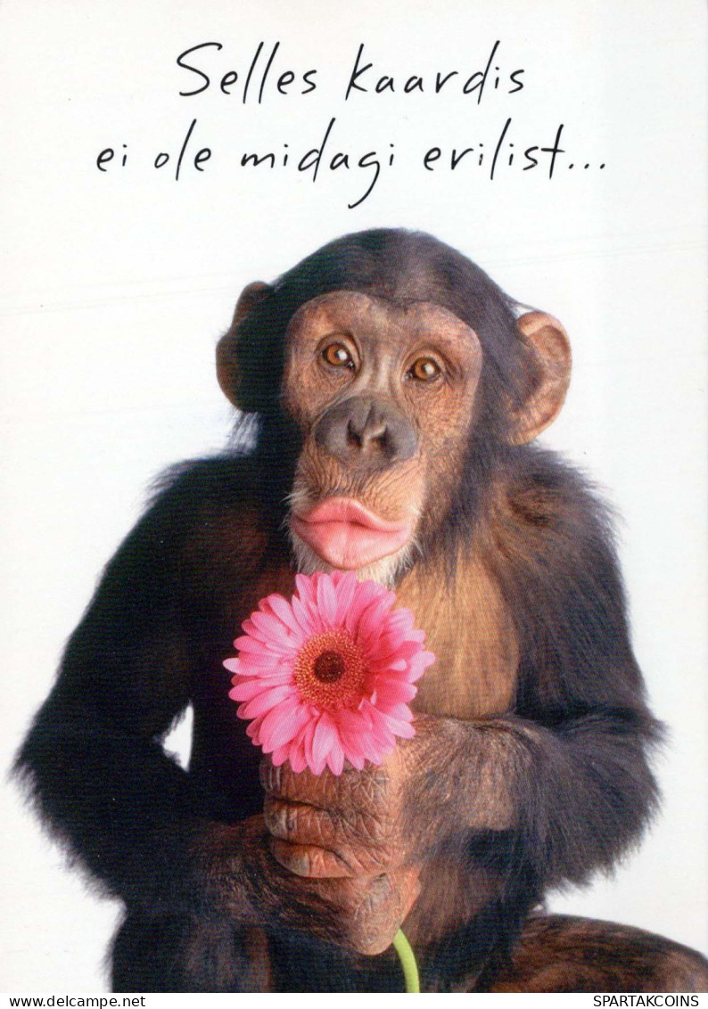 AFFE Tier Vintage Ansichtskarte Postkarte CPSM #PBS024.DE - Monkeys