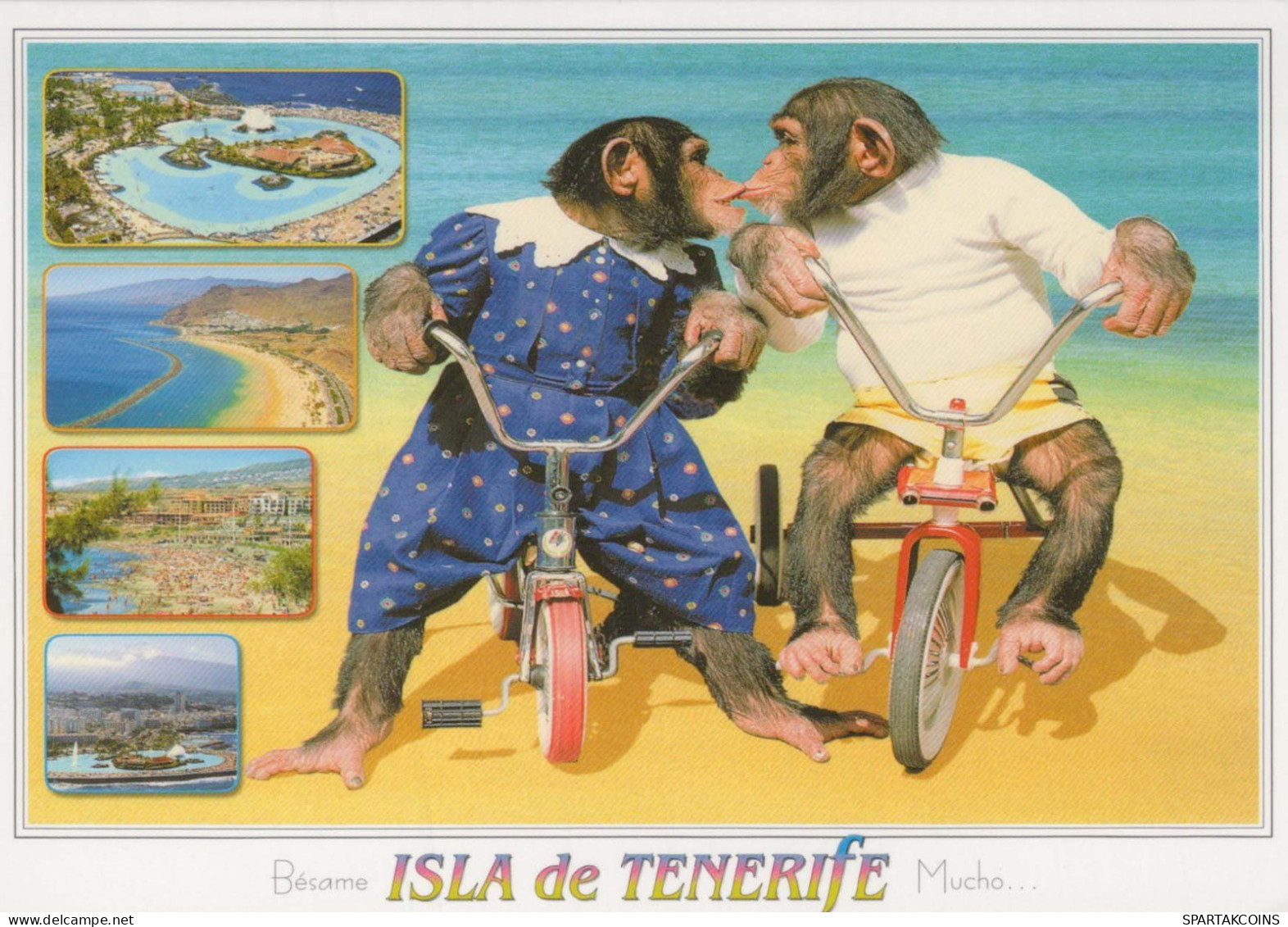 SCIMMIA Animale Vintage Cartolina CPSM #PBS025.IT - Monos