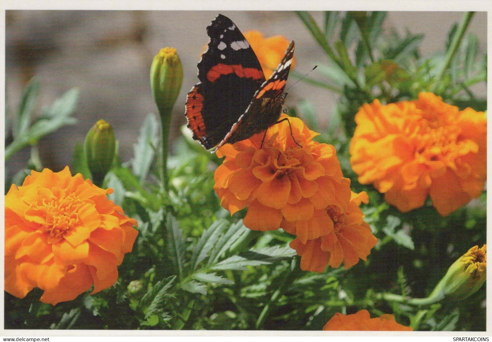 FARFALLA Animale Vintage Cartolina CPSM #PBS465.IT - Mariposas