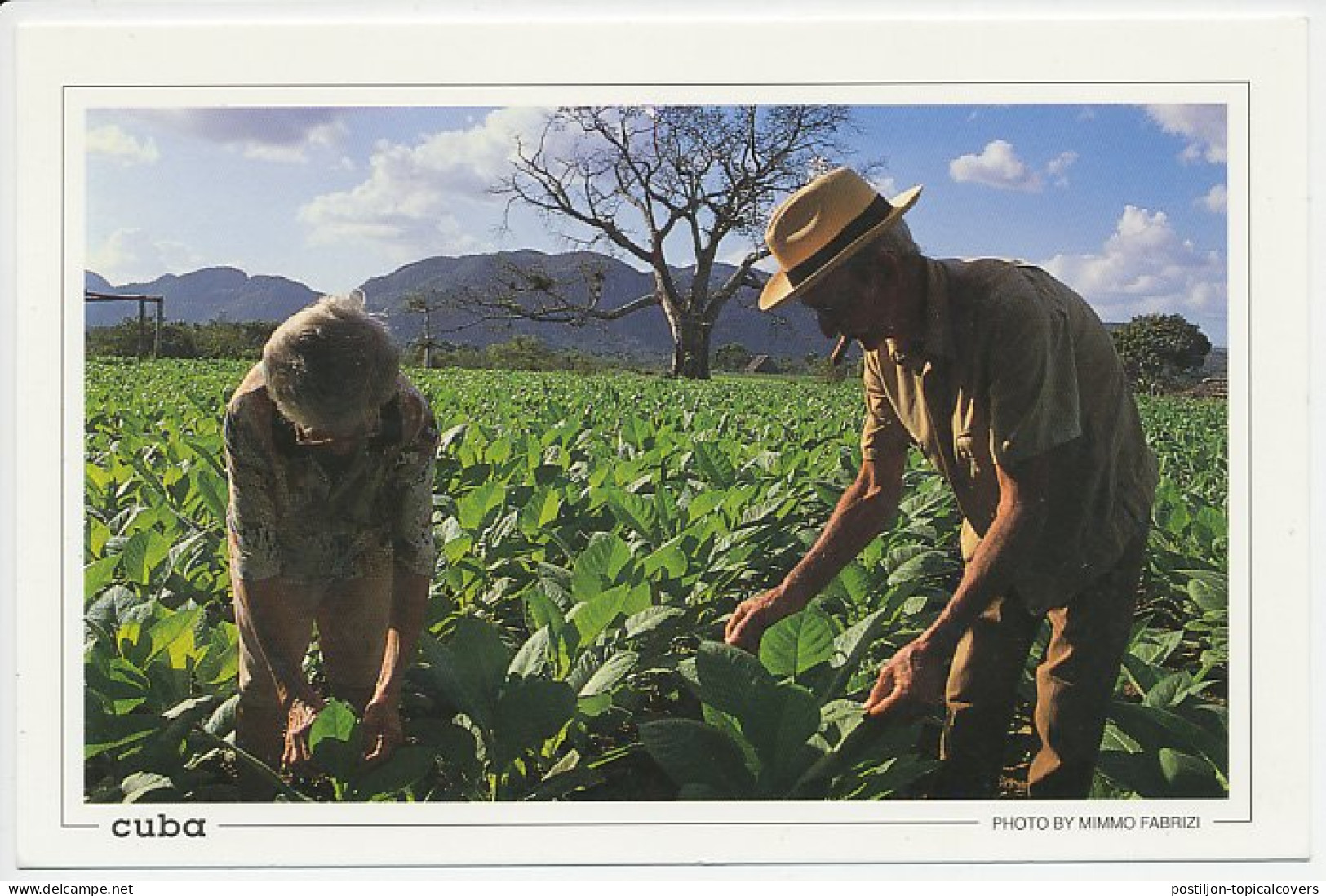 Postal Stationery Cuba Cigar - Tobacco Field - Tabaco