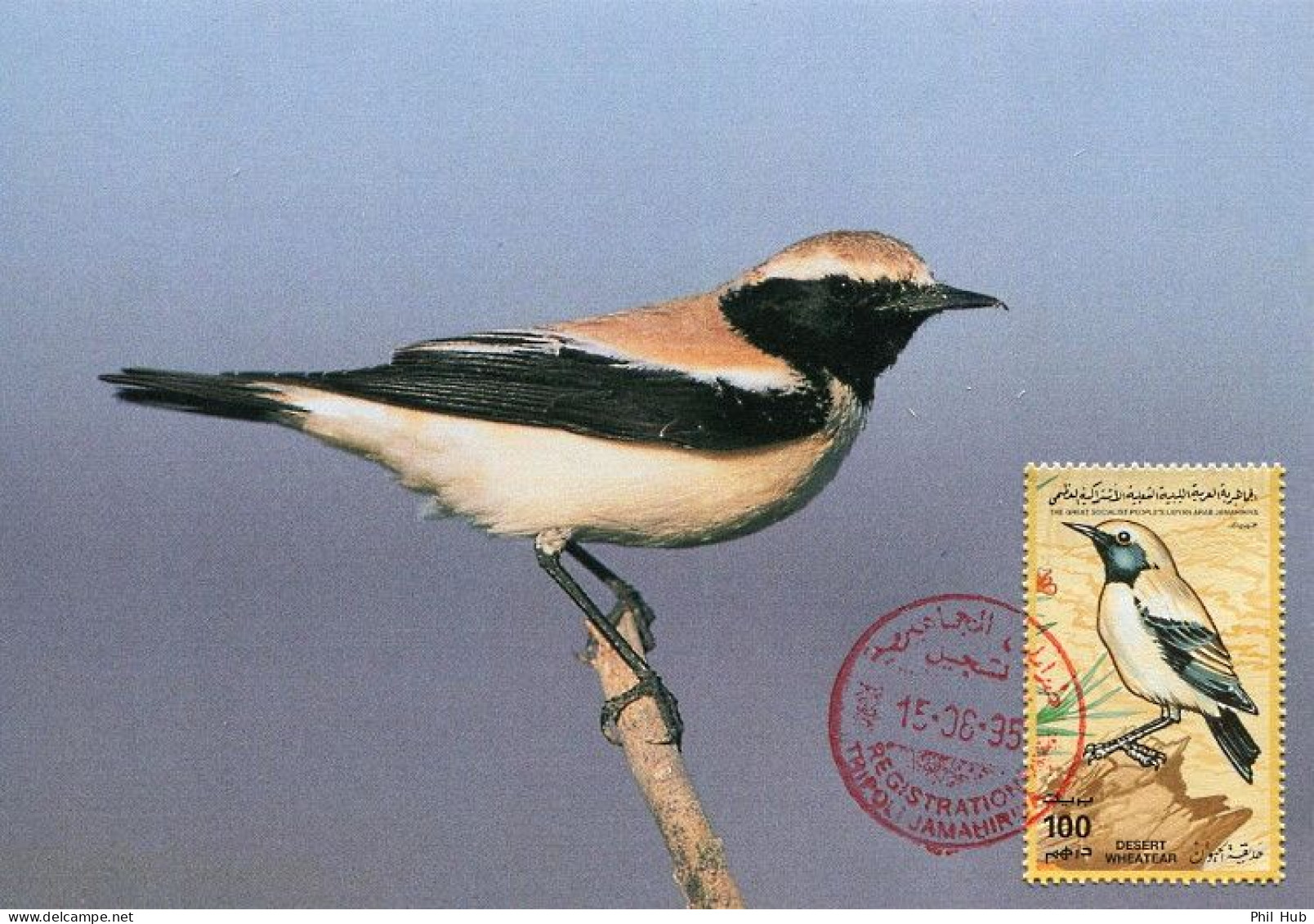 LIBYA 1995 Birds Wildlife "Desert Wheatear" (maximum-card) - Pájaros Cantores (Passeri)