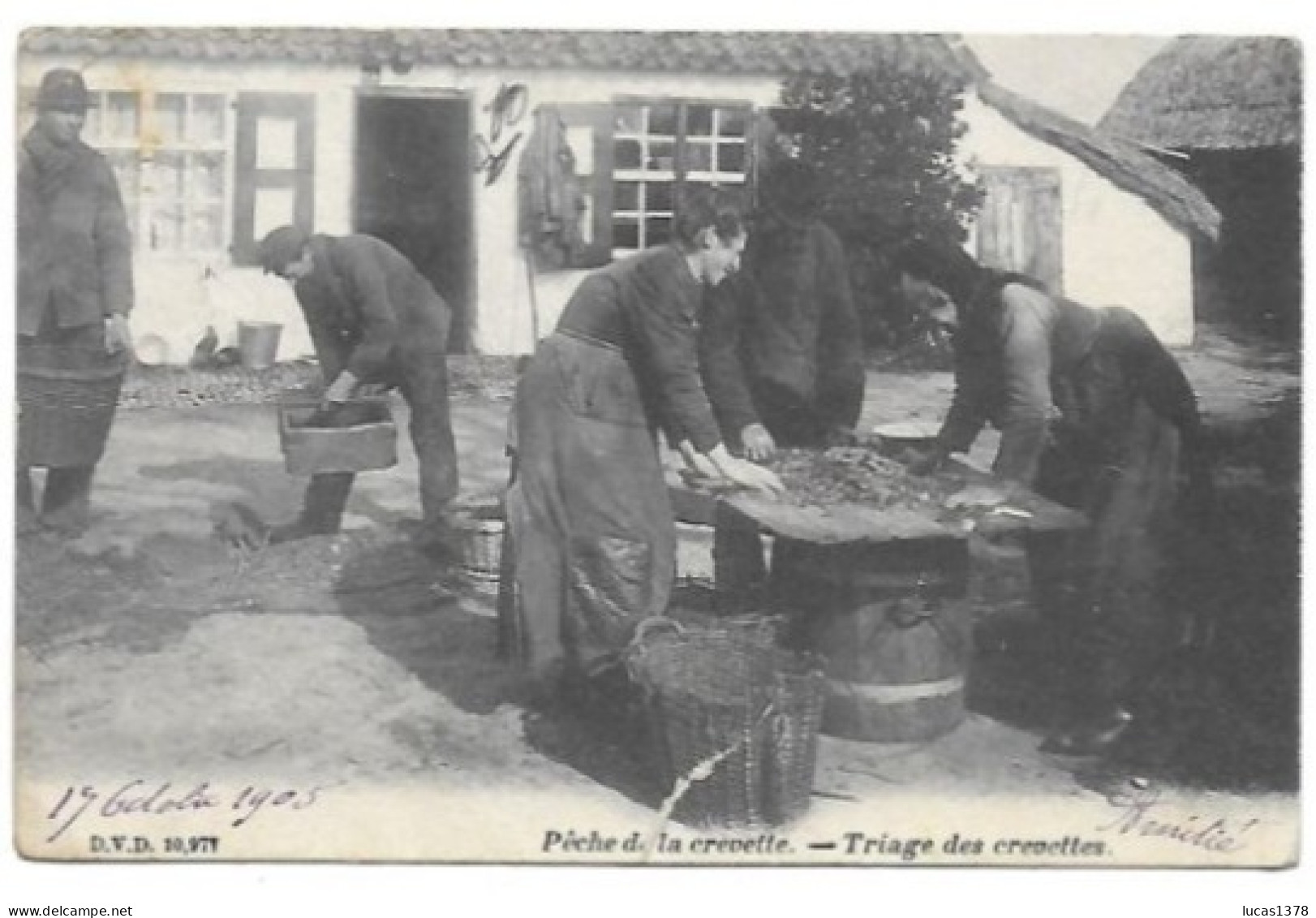 Belgique - Oostduinkerke - Pêche De La Crevette - Triage Des Crevettes  / RARE CARTE 1905 - Oostduinkerke