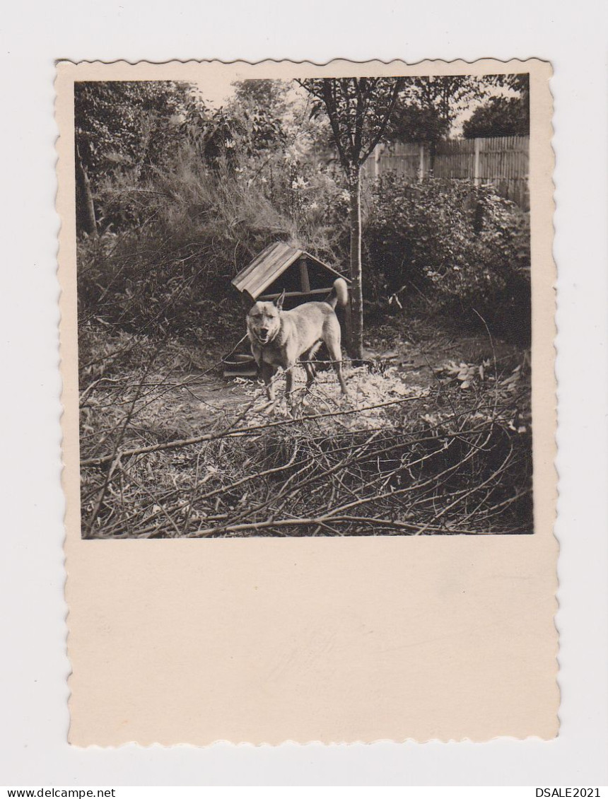 Dog In Yard, Scene, Vintage Orig Photo 6x8.2cm. (54401) - Objets