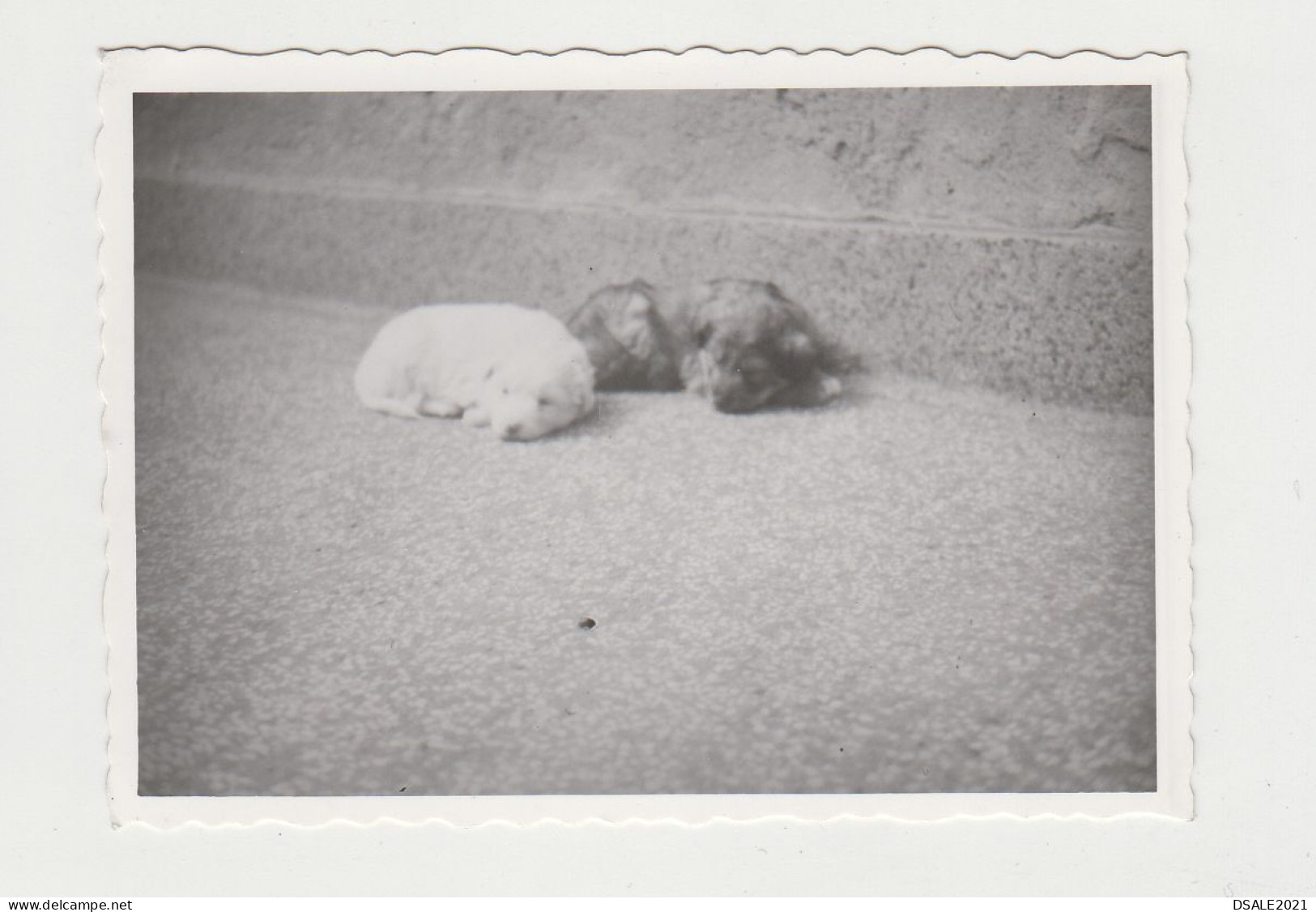 Cute Puppies, Dogs, Sleeping In Yard, Scene, Odd Vintage Orig Photo 8.4x6cm. (33802) - Objects