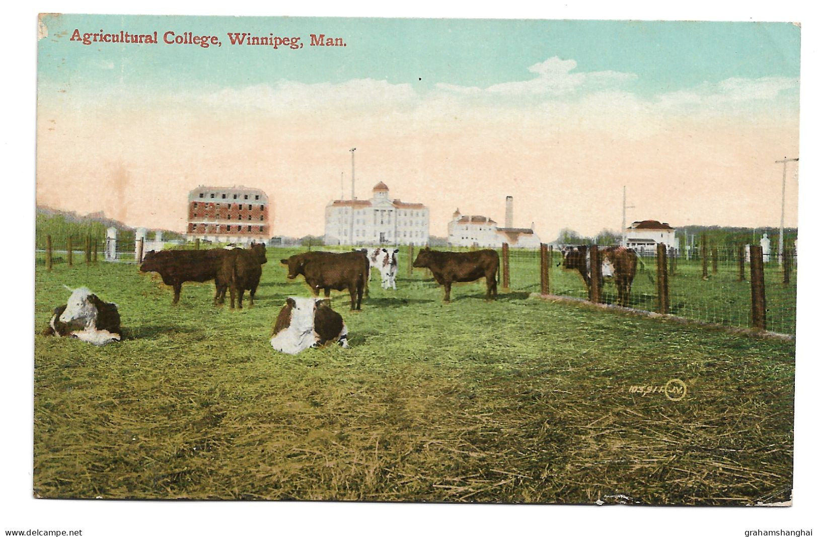 Postcard Canada Manitoba Winnipeg Agricultural College Cows In Field Posted 1912 Long Message - Winnipeg