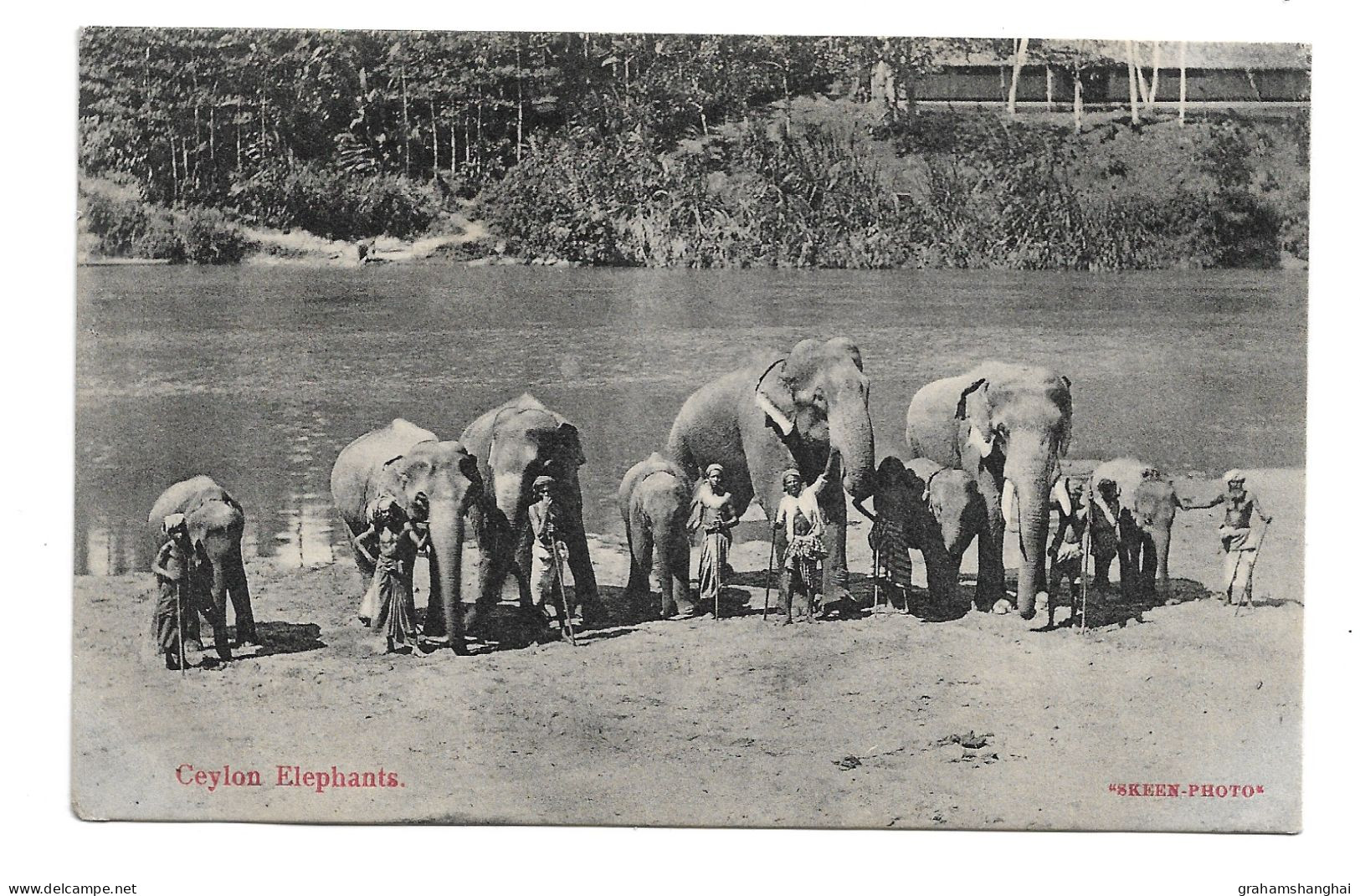 Postcard Ceylon Sri Lanka Elephants Including Young By River With Handlers Mahouts Unposted Skeen - Éléphants