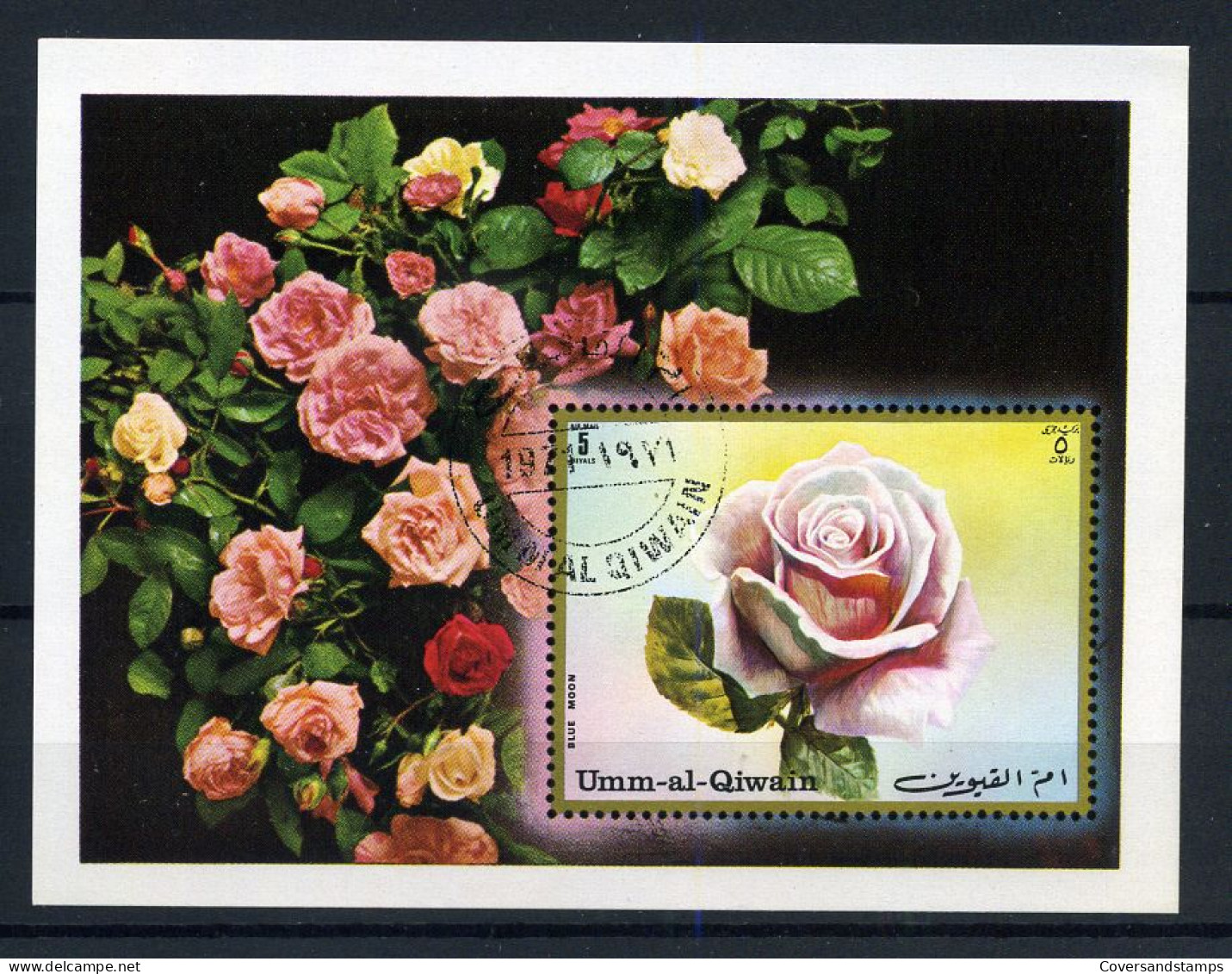 Umm Al Qiwain - Rose - Rosas