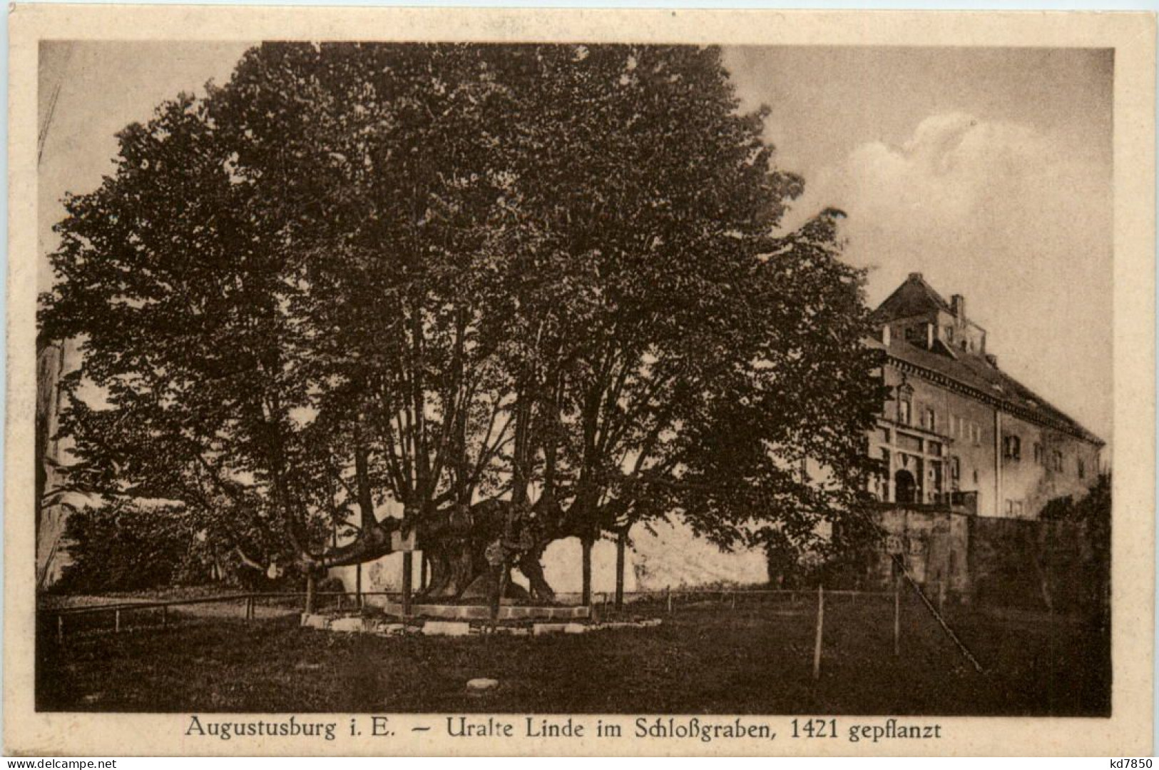 Augustusburg Im Erzgeb., Uralte Linde Im Schlossgarten - Augustusburg