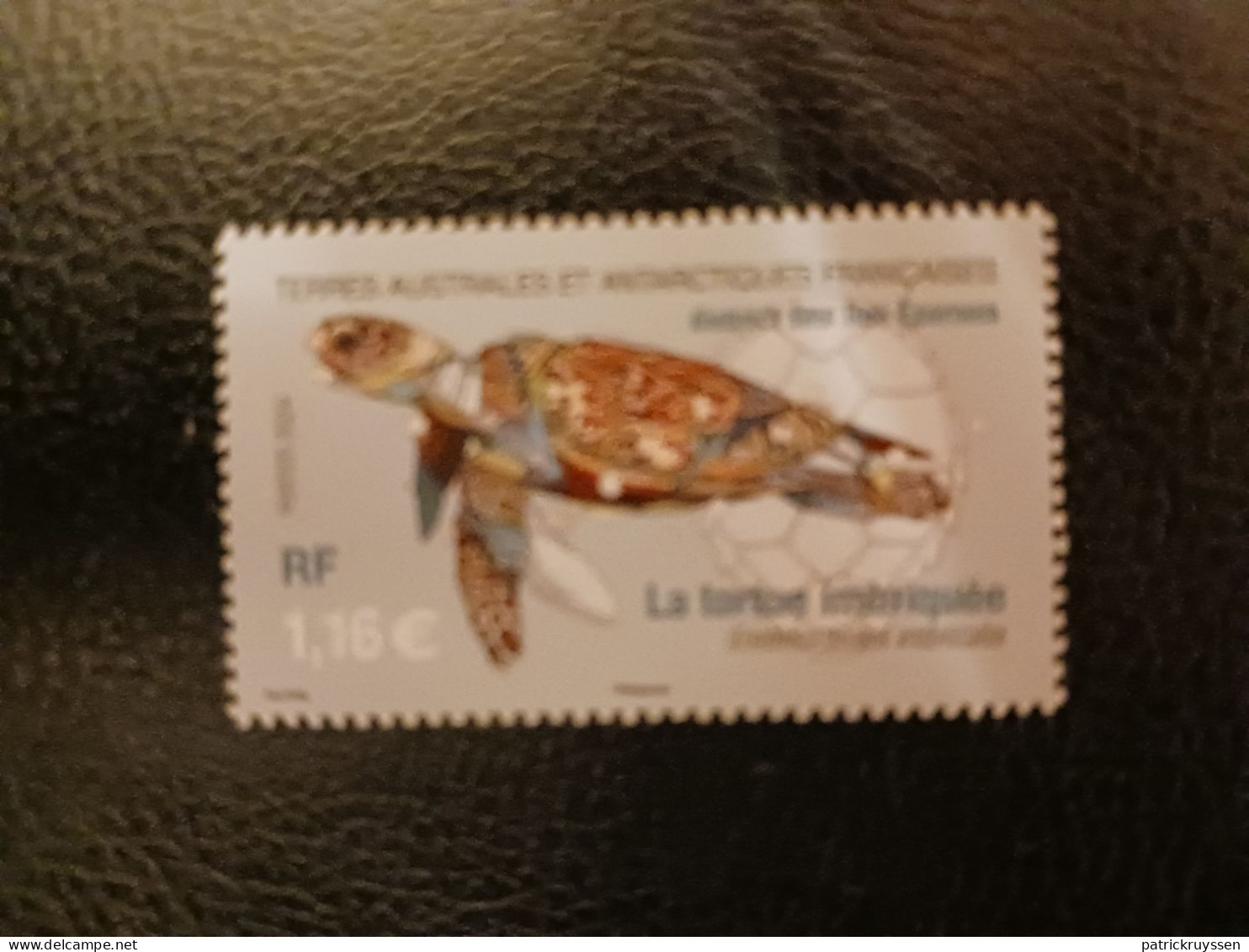 Fsat 2024 Taaf Antarctic Scattered Wildlife Hawksbill Turtle Eparses Island 1v Mnh BDF UP BLANC - Nuevos