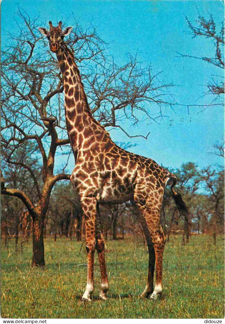 Animaux - Girafes - CPM - Voir Scans Recto-Verso - Giraffe