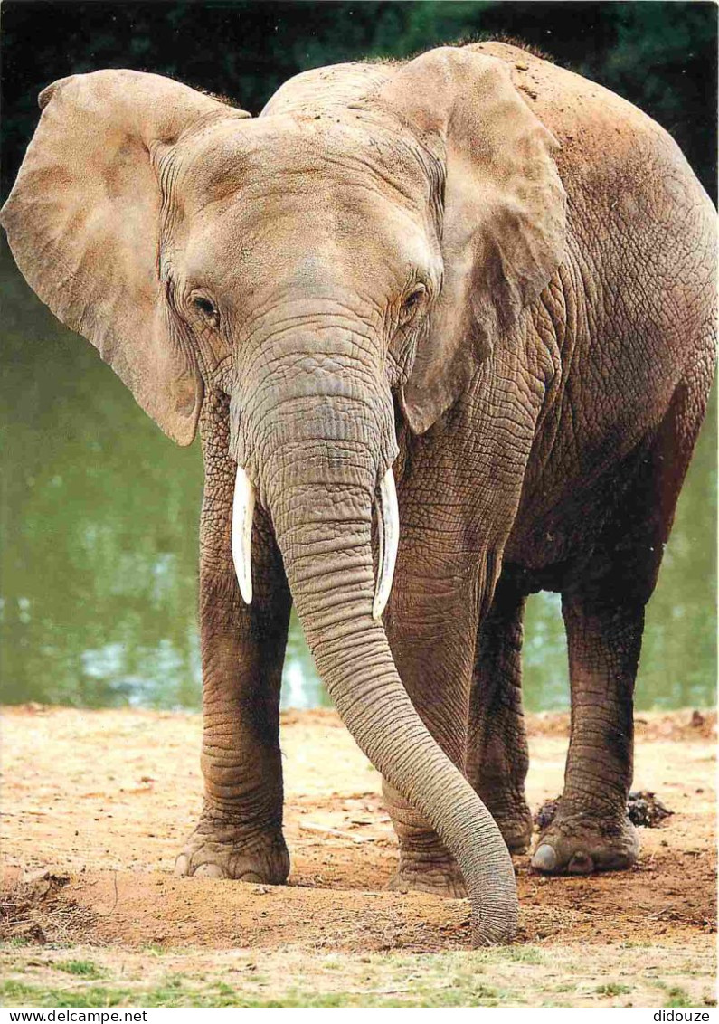 Animaux - Eléphants - Zoo De La Flèche - Elephant D'Afrique - CPM - Carte Neuve - Voir Scans Recto-Verso - Elephants