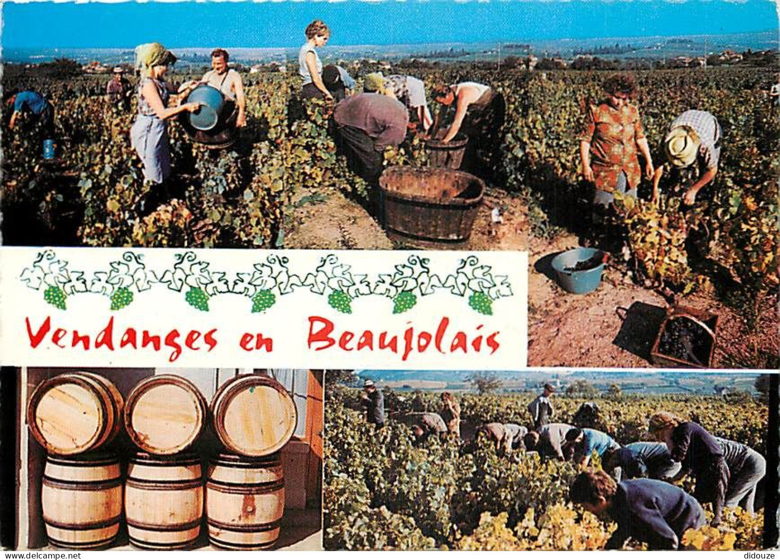 Vignes - Beaujolais - Multivues - Vendanges - Carte Dentelée - CPSM Grand Format - Voir Scans Recto-Verso - Wijnbouw