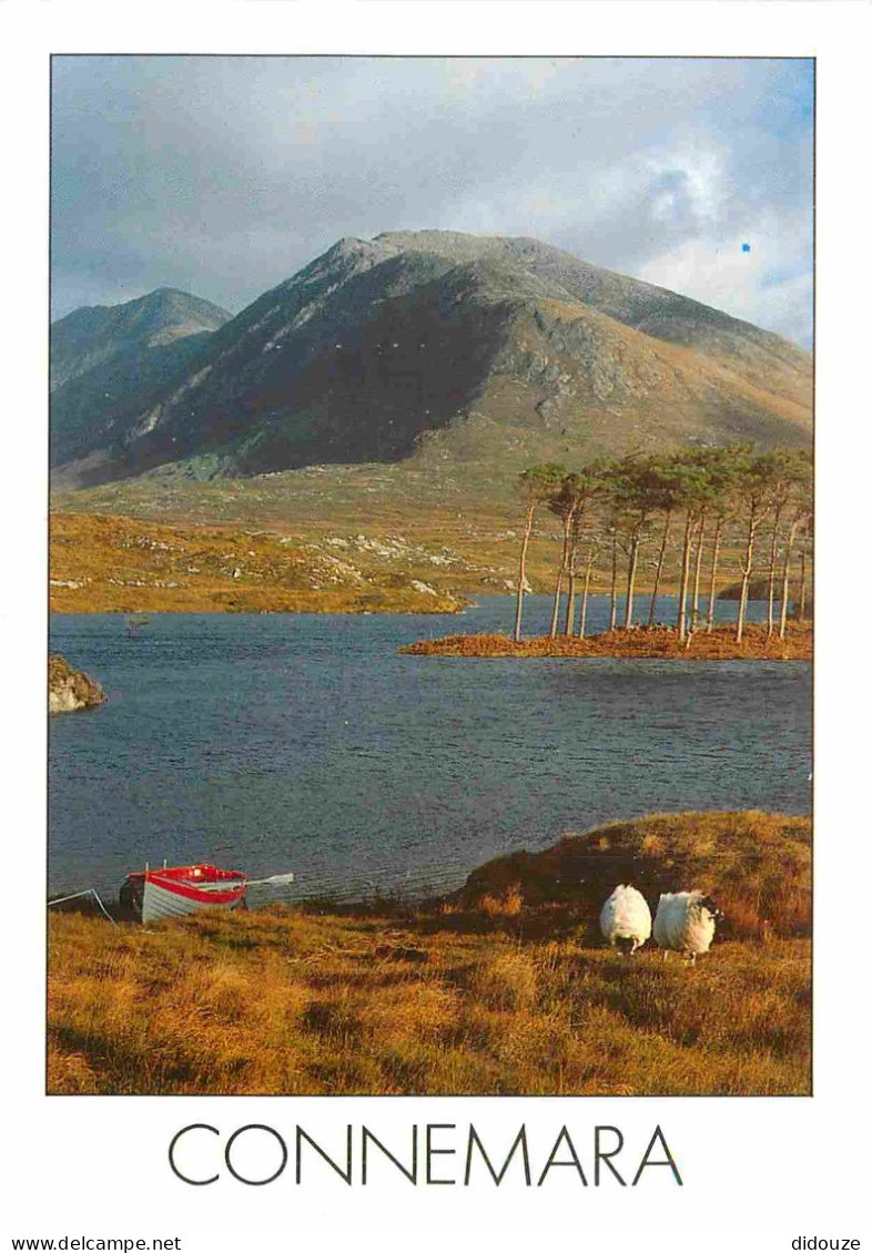 Irlande - Galway - Connemara - Mountain - Moutons - CPM - Voir Scans Recto-Verso - Galway