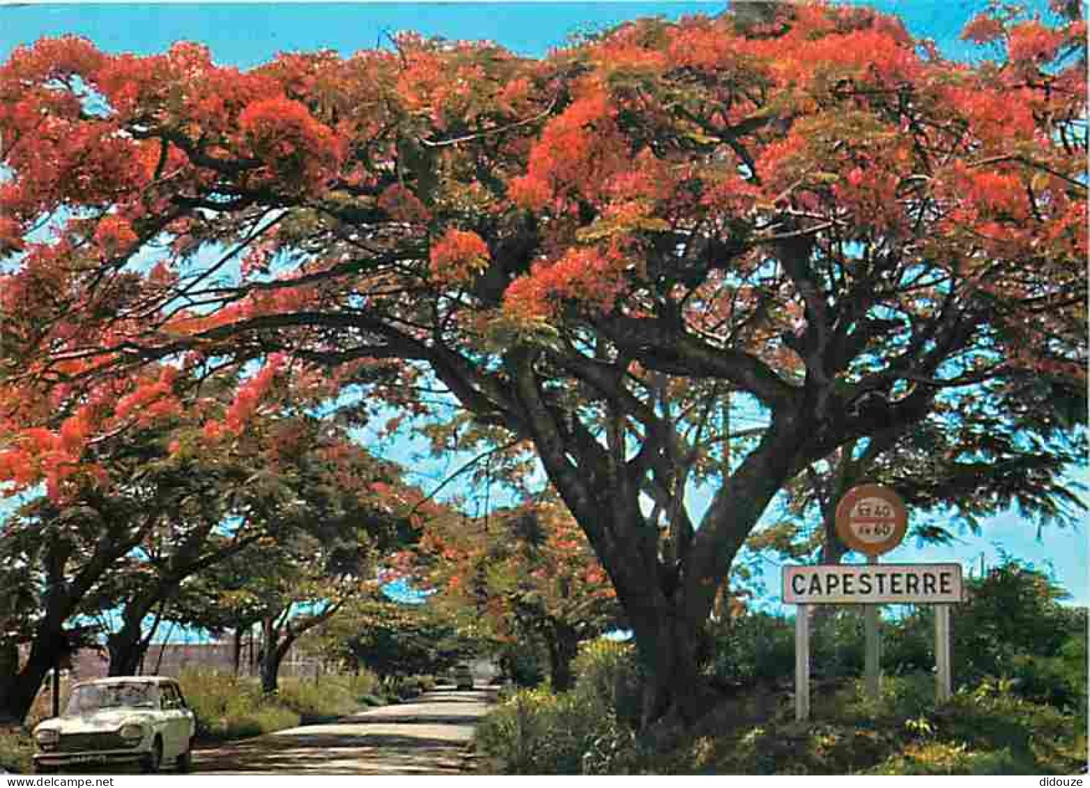 Antilles - Capesterre - Flamboyant - Automobiles - Carte Neuve - CPM - Voir Scans Recto-Verso - Other & Unclassified