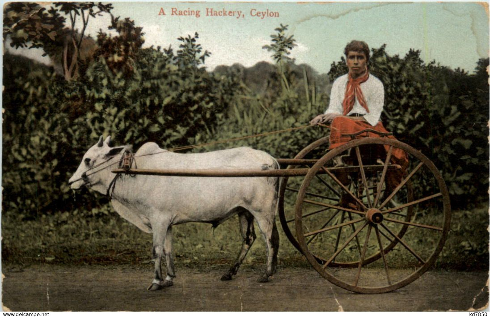 Ceylon - A Racing Hackery - Sri Lanka (Ceylon)