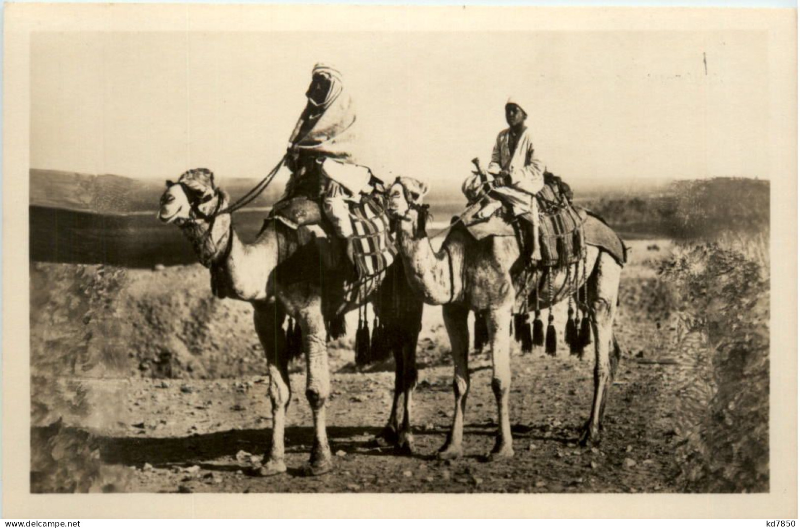 Cairo - Chameaux De Voyage - Caïro