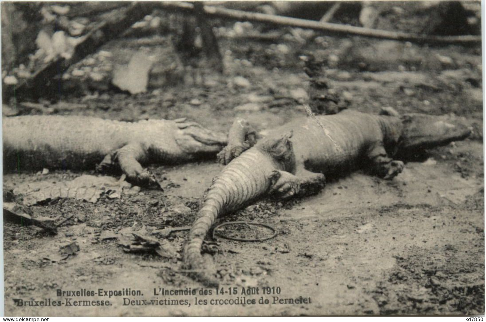 Bruxelles Exposition L Incendie 1910 - Crocodile - Weltausstellungen