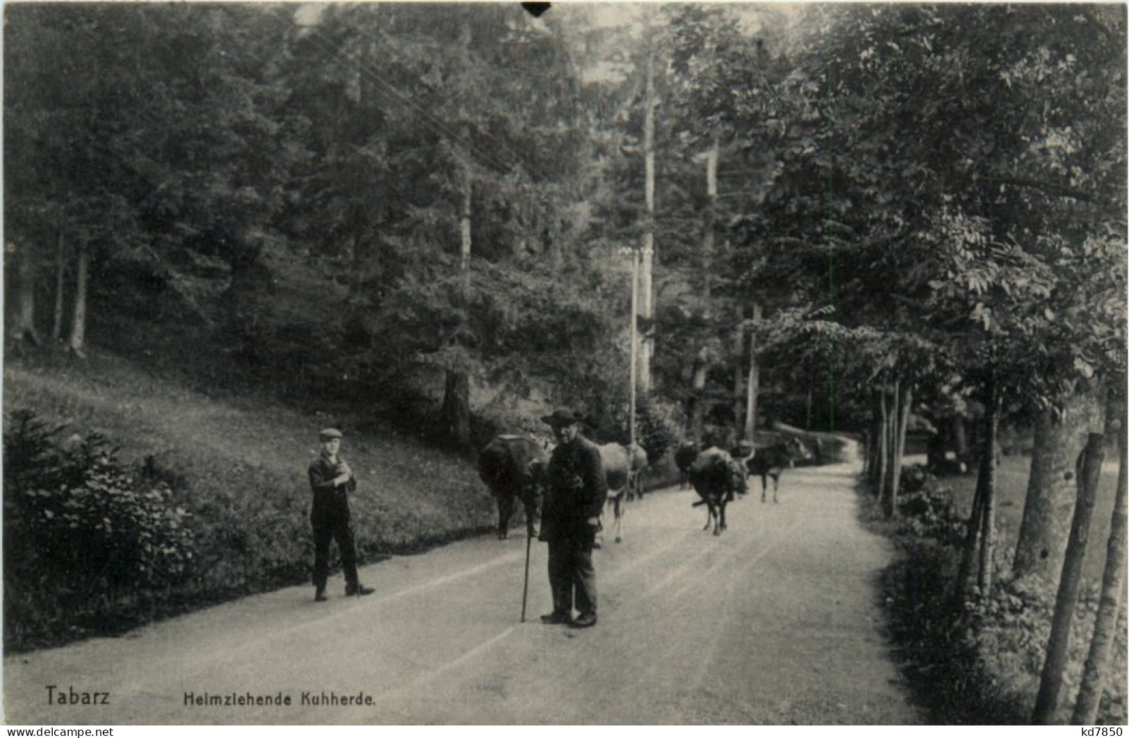 Tabarz, Heimziehende Kuhherde - Tabarz