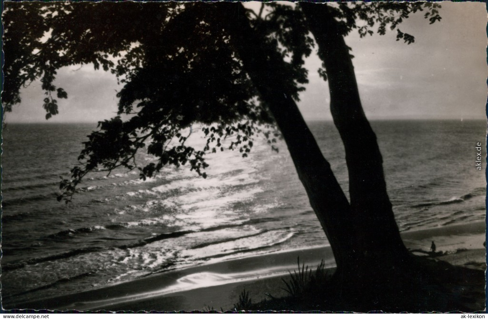 Mecklenburg Vorpommern-Schwerin Gruß Von Der Ostsee: Baum, Strand, Ostsee 1959 - Schwerin