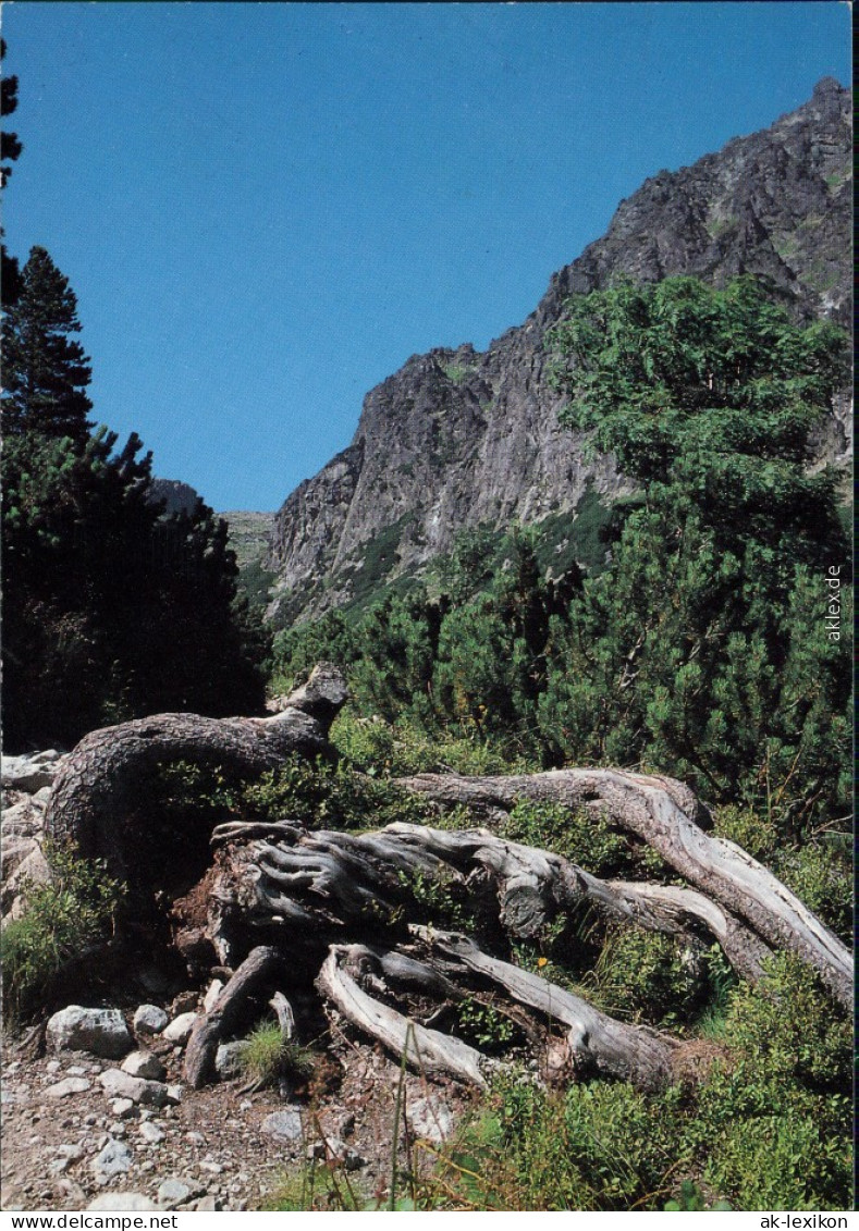 Slowakei Vel'ká Studená Dolina/Tatranský Národný Park/Tatra-Nationalpark 1987 - Slovaquie