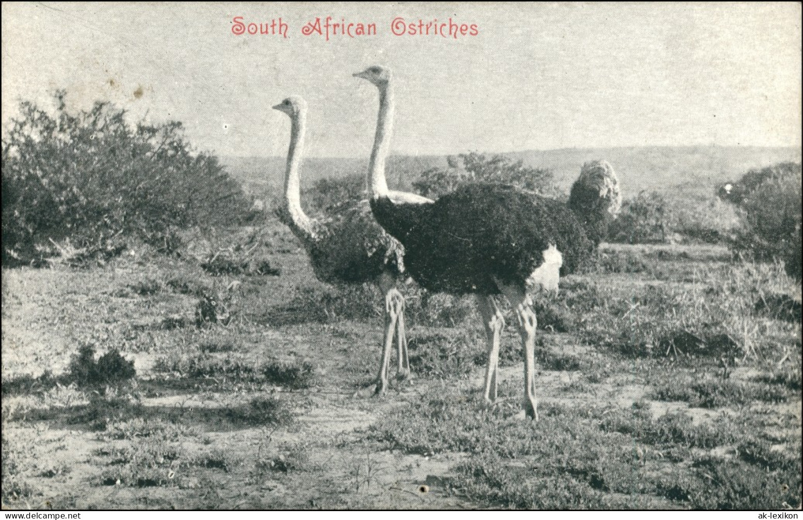 Postcard Pietermaritzburg South African Ostriches 1909 - South Africa