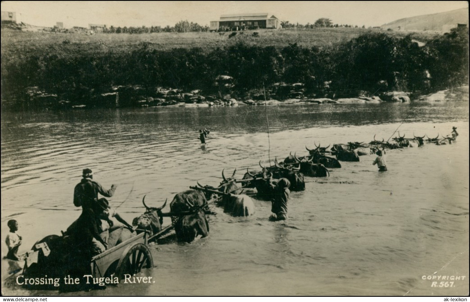 Postcard Pietermaritzburg Crossing The Tugela River 1927 - Afrique Du Sud