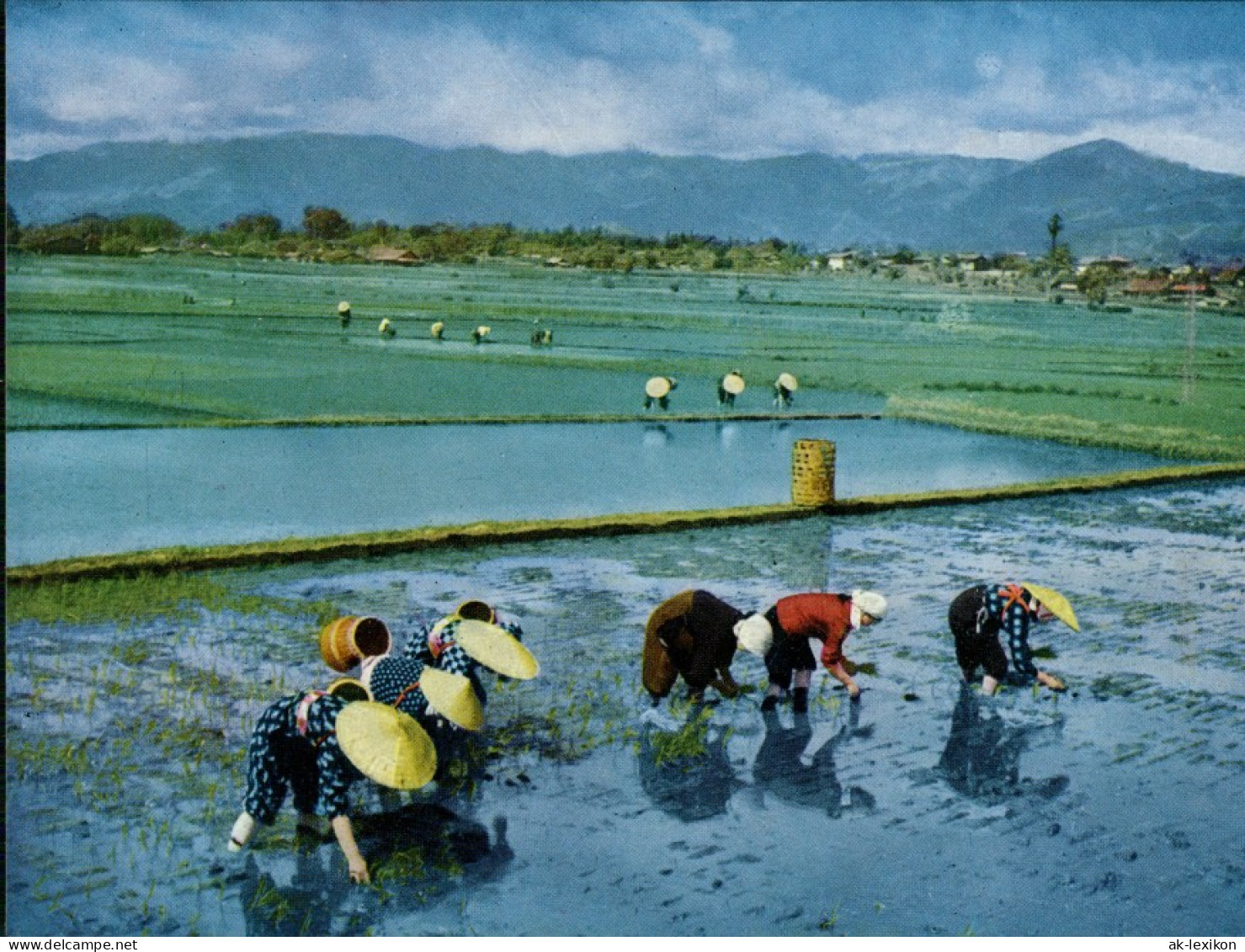 Postcard Japan Rice-planting Farmers Rice-seedlings Paddy Fields 1970 - Autres & Non Classés