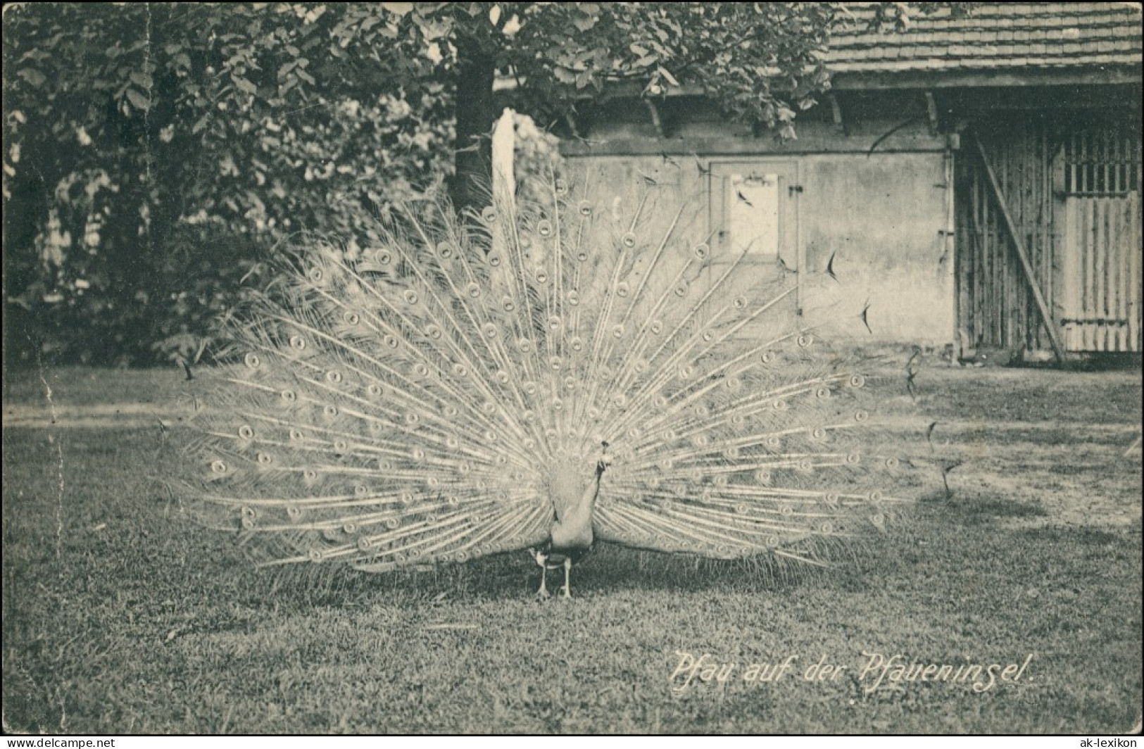 Ansichtskarte Potsdam Pfau Auf Der Pfaueninsel - Haus 1917 - Potsdam