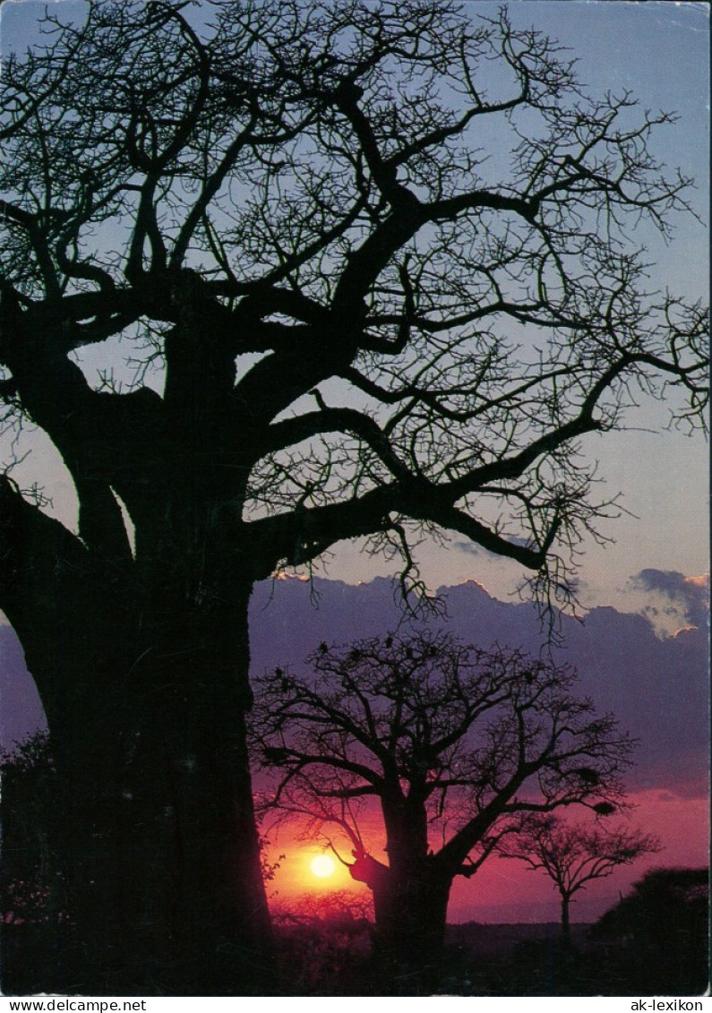 .Tansania Sunset With Baobab Trees (Baum Bäume Sonnenuntergang) 1991/1990 - Tansania