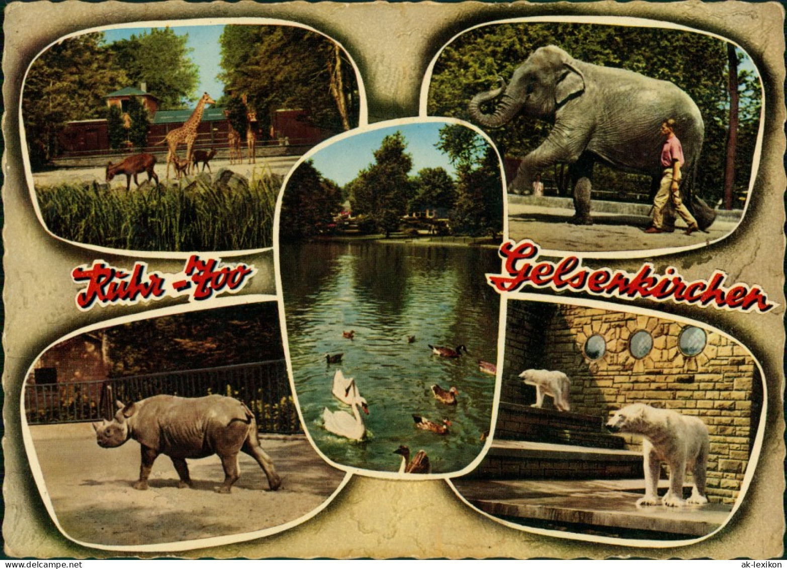Gelsenkirchen Ruhr Zoo Tiere Elefant, Giraffe, Nashorn, Eisbär 1967 - Gelsenkirchen