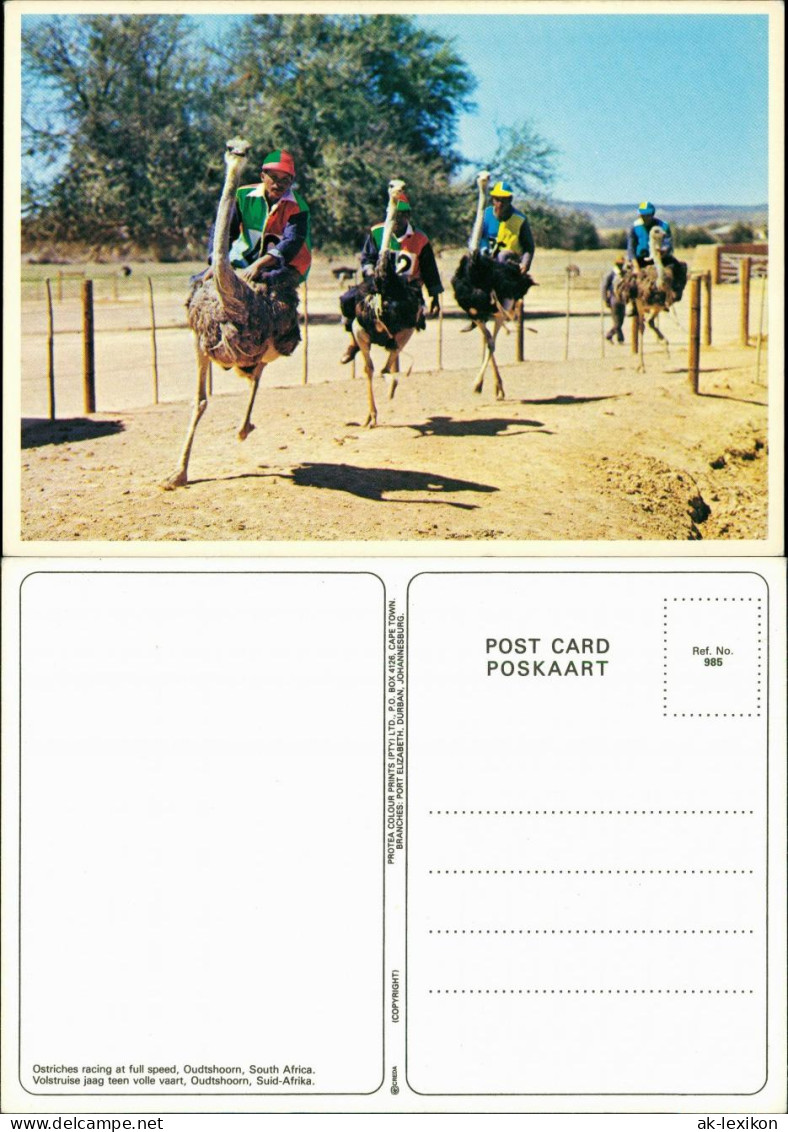 Postcard Oudtshoorn Ostriches Racing At Full Speed 1995 - South Africa