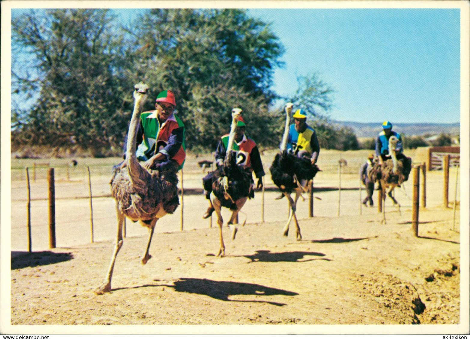 Postcard Oudtshoorn Ostriches Racing At Full Speed 1995 - Südafrika