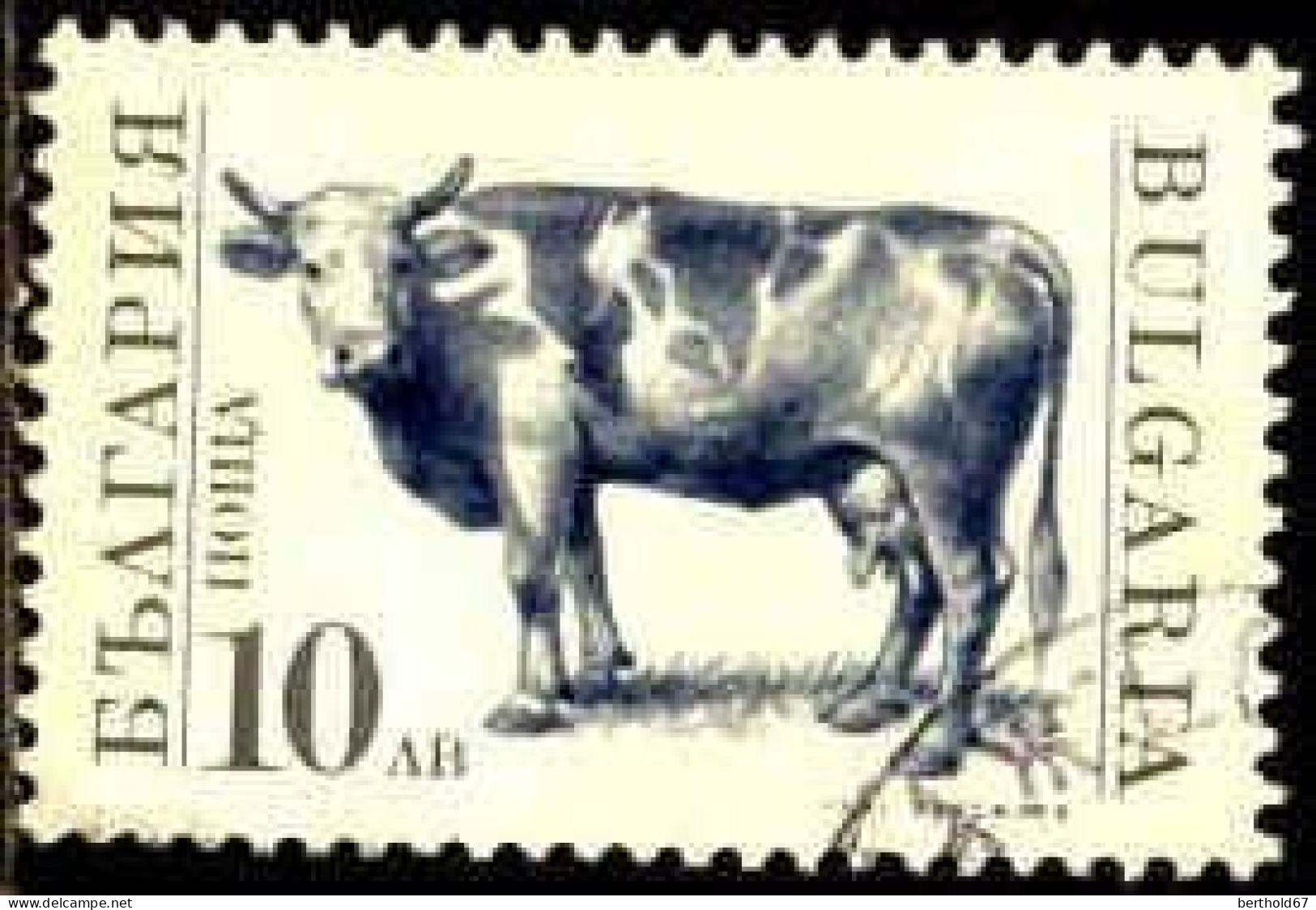 Bulgarie Poste Obl Yv:3362 Mi:3885 Vache (Beau Cachet Rond) - Oblitérés