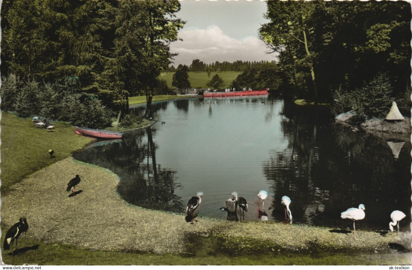 Ansichtskarte Brünninghausen-Dortmund Tierpark Vögel Am Teich 1965 - Dortmund